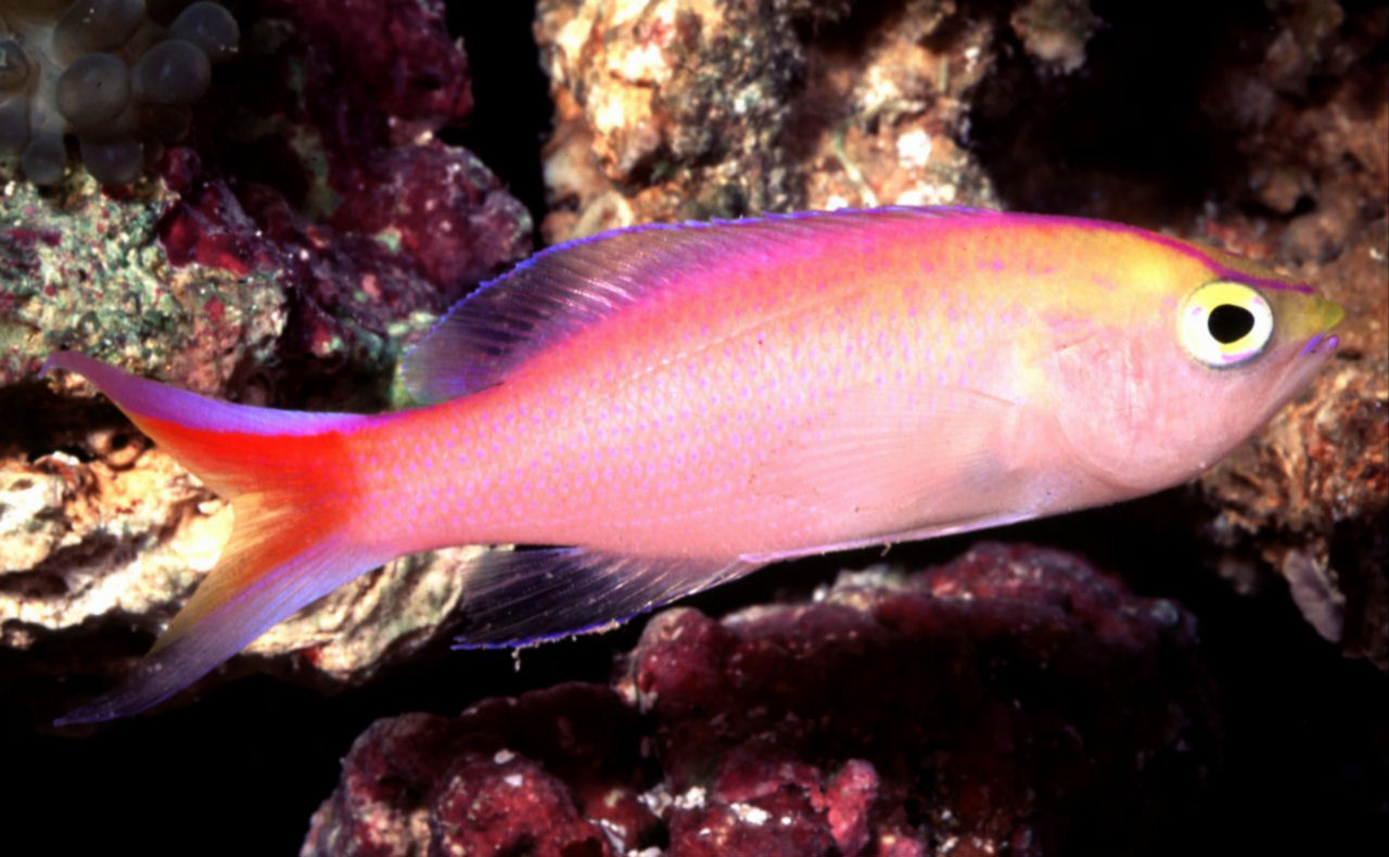 Pseudanthias parvirostris